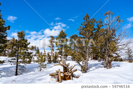 Winter woodland scenery at Bryce Canyon, the USA Winter woodland scenery at Bryce Canyon, the USA 59746516