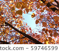 Maple 59746599