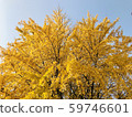 Ginkgo leaf 59746601