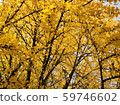 Ginkgo leaf 59746602