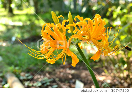 Plant: Licorice / Orea Plant: Licorice / Orea 59747390