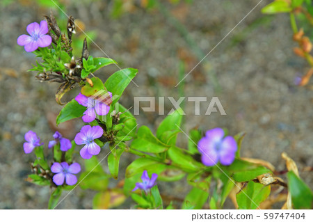 植物：濱子志科（Nadesicoaceae） 59747404