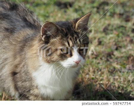 Stray cat, pheasant white Stray cat, pheasant white 59747754