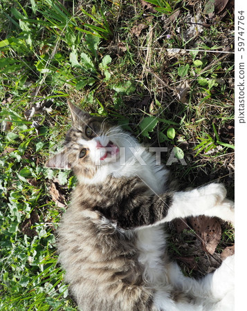 Stray cat, pheasant white Stray cat, pheasant white 59747764