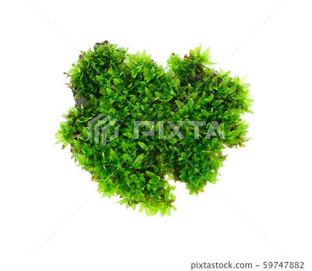 Green moss on white background 59747882
