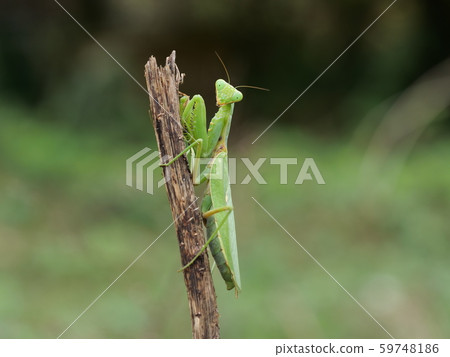 White-tailed Mantis 59748186