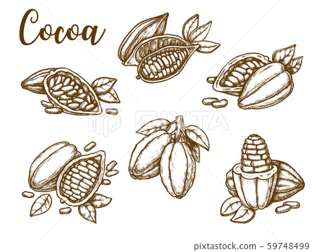 Cocoa beans, cacao pod plant, vector sketch Cocoa beans, cacao pod plant, vector sketch 59748499
