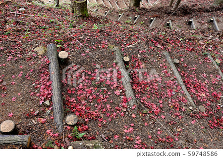 Mogamiyama公園（桃見山） 59748586