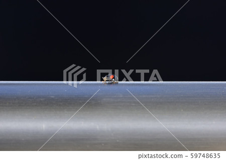 瓢蟲 瓢蟲 59748635