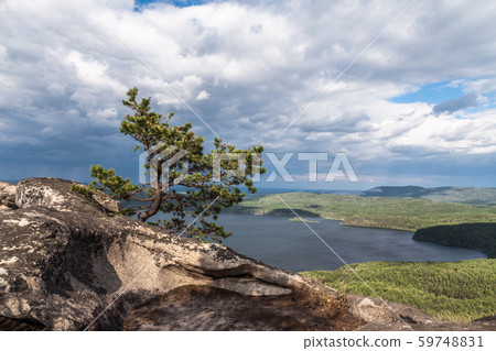 Small pine on the cliff in stormy weather 59748831