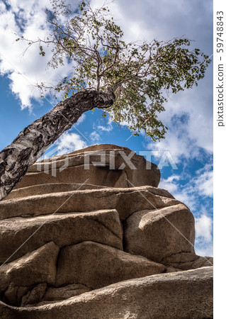 Birch near rocks 59748843