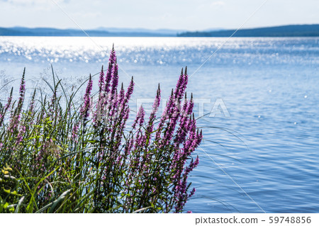 Pink wild flowers on the lakeshore Pink wild flowers on the lakeshore 59748856
