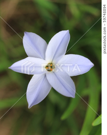 哈納花花 哈納花花 59748894