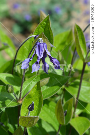 Clematis Hendersonii Clematis Hendersonii 59749309