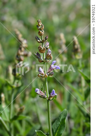 Common sage 59749321