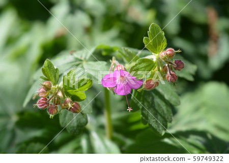 Rock cranesbill 59749322