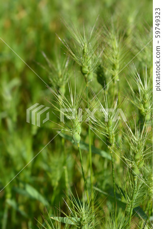 Ovate goatgrass 59749323