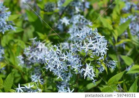 Blue dogbane Blue dogbane 59749331
