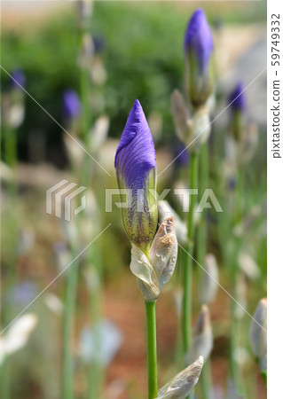Southern Adriatic Iris Southern Adriatic Iris 59749332