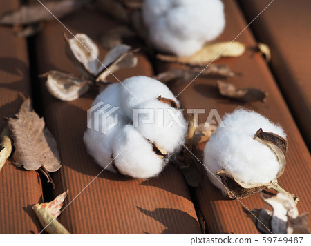 Cotton seed (autumn, winter image) Cotton seed (autumn, winter image) 59749487