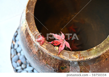 楓（漂浮在水碗中） 59750334