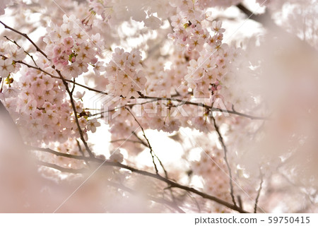 櫻花 櫻花 59750415