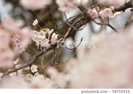 櫻花 櫻花 59750416