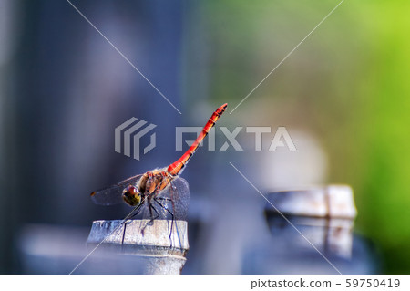 紅蜻蜓 59750419