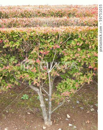 精心照顧杜鵑花 精心照顧杜鵑花 59751035