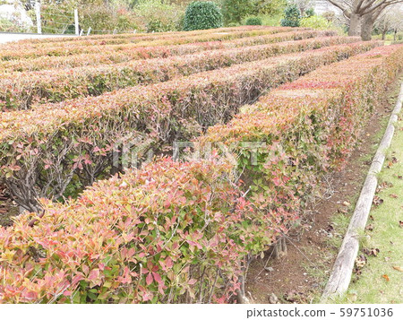 精心照顧杜鵑花 59751036