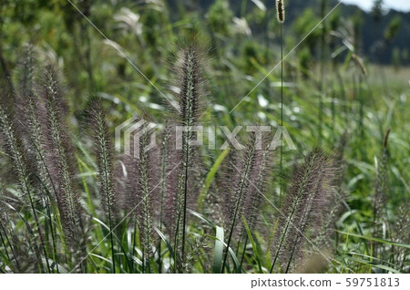 Tikarashiba Tikarashiba 59751813