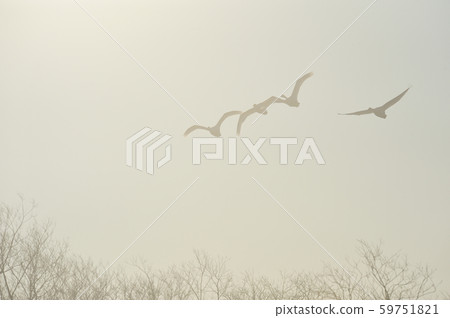A swarm of swans flying in the early morning sky (Hokkaido) A swarm of swans flying in the early morning sky (Hokkaido) 59751821