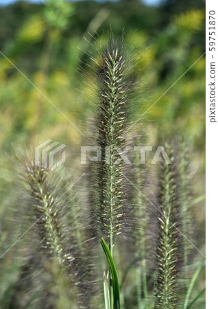 Tikarashiba 59751870