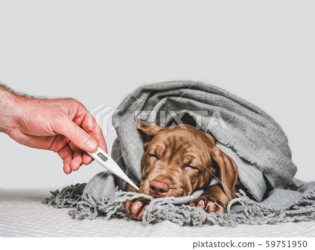 Young puppy, wrapped in a gray scarf 59751950
