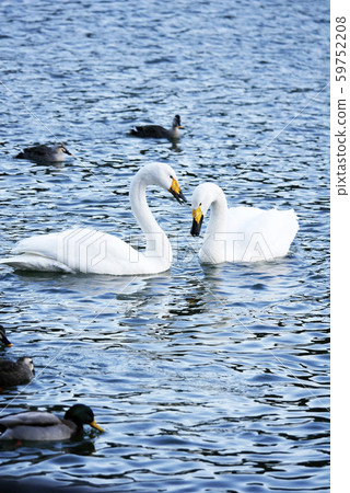 景觀自然鳥照片一對天鵝和周圍的鴨子 59752208