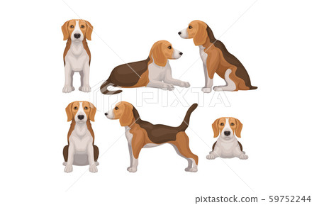 Detailed Beagle Dog in Different Poses Vector Set 59752244