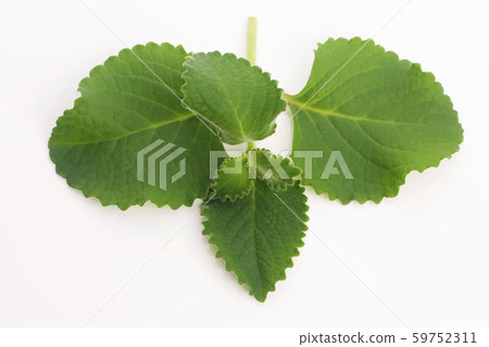 Plectranthus amboinicus or Mexican mint or Tiger`s Plectranthus amboinicus or Mexican mint or Tiger`s 59752311