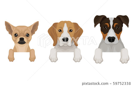 Three thoroughbred dogs peep out. Vector illustration on a white background. Three thoroughbred dogs peep out. Vector illustration on a white background. 59752338