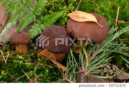 Boletus Badius or Bay Bolete Mushrooms in Wold Boletus Badius or Bay Bolete Mushrooms in Wold 59752835