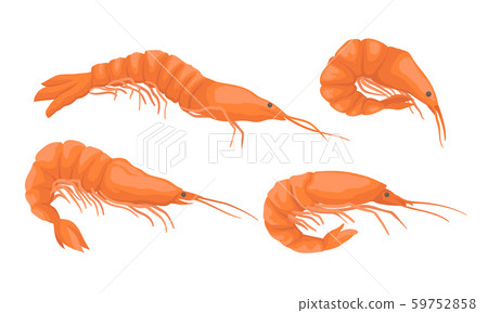 Set Of Fresh Realistic Shrimp Vector Stock Illustration 59752858 Pixta