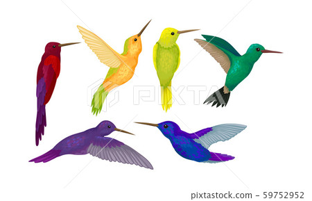 Hummingbird colibri Vector Set. Tropical Birds Collection 59752952