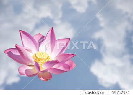 lotus flower in the sky lotus flower in the sky 59752985