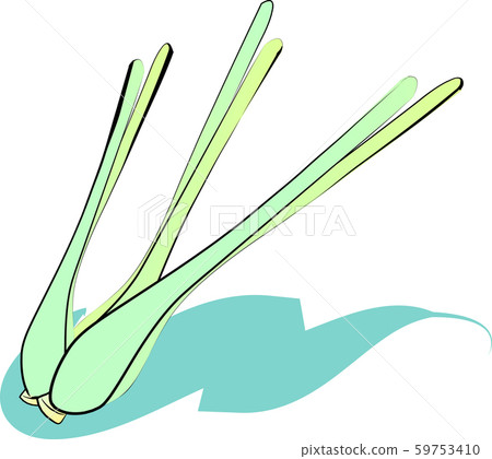 Citronella hand drawn isolated on white background Citronella hand drawn isolated on white background 59753410