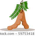 tamarinds fruit with green leaves 59753418