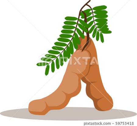 tamarinds fruit with green leaves 59753418