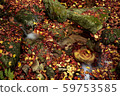 Iwabori's colorful autumn leaves 59753585