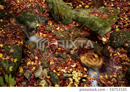 Iwabori's colorful autumn leaves 59753585