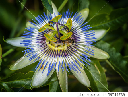 Bee on the flower Passiflora coerulea. 59754789