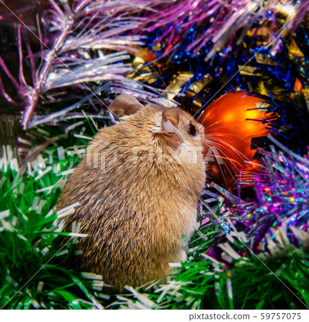 Symbol of 2020 according to the Chinese zodiac - Symbol of 2020 according to the Chinese zodiac - 59757075