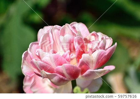 色彩艷麗的雙色鬱金香“天使” 色彩艷麗的雙色鬱金香“天使” 59757616